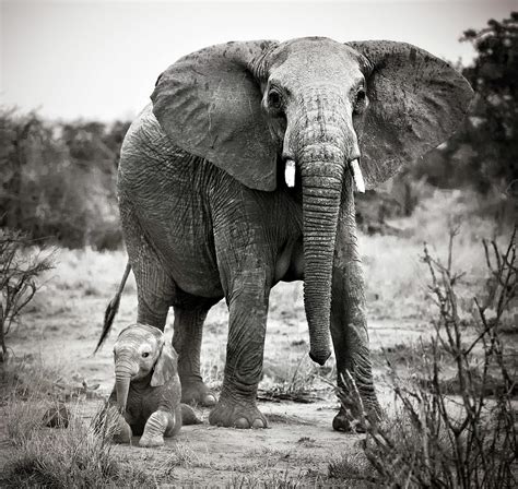 Elephant Mother and Baby Photograph by Vicki Jauron - Pixels