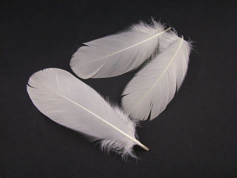 Category: Goose feathers natural and dyed – Jaffe