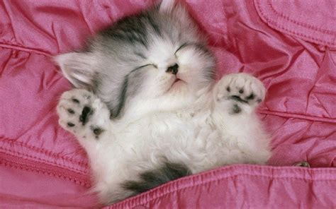 500+ kitten wallpaper cute Phù hợp với điện thoại và máy tính