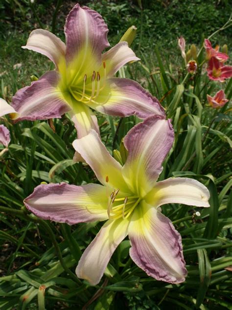 Daylily Varieties | Daylily Photos | HGTV