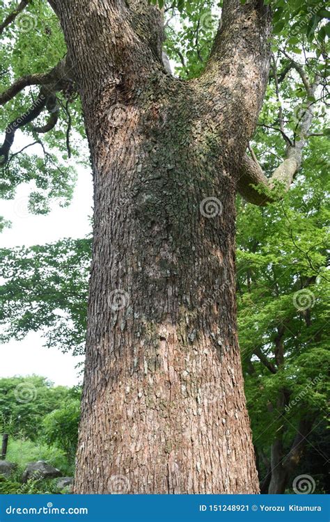 Camphor tree stock image. Image of large, foliage, camphor - 151248921