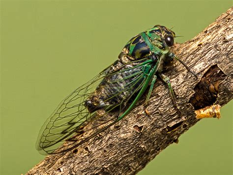 Dog-day Cicada | Songs of Insects