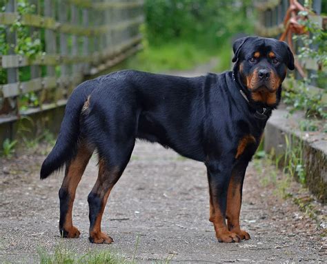 Rottweiler rasbeskrivning