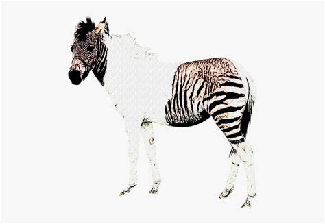 Zebra Without Stripes Png, Transparent Png - kindpng