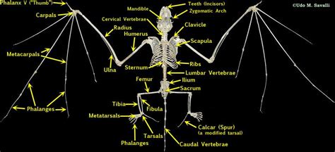 BIO370-Mammal Skeleton | Animal skeletons, Bat skeleton, Mammals