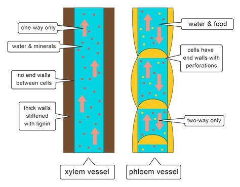 Xylem Diagrams