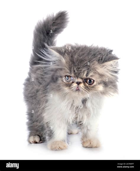 persian kitten in front of white background Stock Photo - Alamy