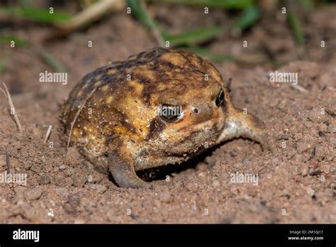 Gorgeous Bushveld rain frog (Breviceps adspersus Stock Photo - Alamy