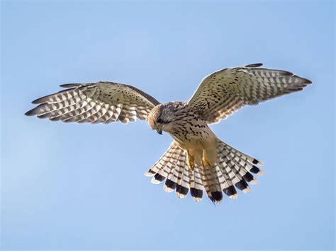 Kestrel Hovering: A Complete Guide | Birdfact