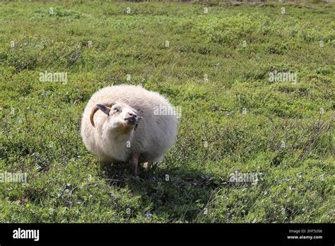 Schaf / Sheep / Ovis Stock Photo - Alamy