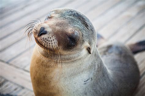 "Sea Lion Pup" by Stocksy Contributor "Shelly Perry" - Stocksy