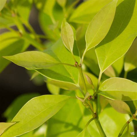 Camphor Tree — Green Acres Nursery & Supply