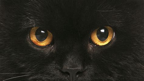 Cat Eyes Wallpapers - Top Free Cat Eyes Backgrounds - WallpaperAccess