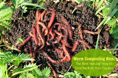 How To Build a Worm Farm For the Garden in 10 Easy Steps