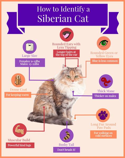 Bengal Cat Size Chart