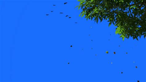 Blue Screen Effect Tree . No copyright claim by video.. Green Screen ...