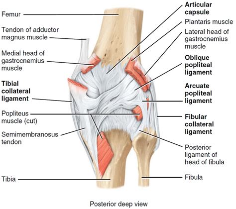 Interior Knee Pain Causes | www.indiepedia.org