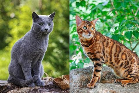 Russian Blue Bengal Cat Mix: Pictures, Care, Info & Traits | Hepper