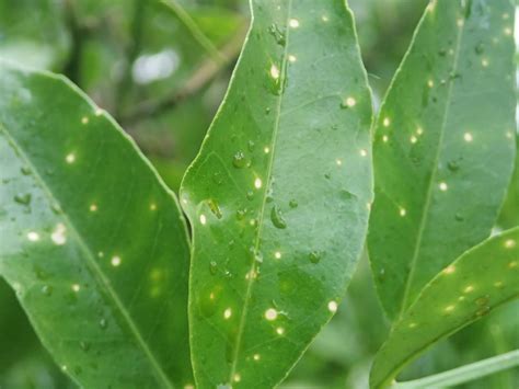 14+ Lemon Tree Diseases And Pests Pictures Pics - Paul B. Wagaman