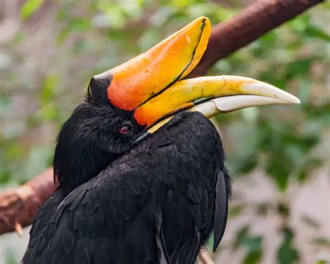 Rhinoceros Hornbill - Facts, Diet, Habitat & Pictures on Animalia.bio