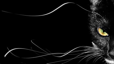 Black Cat Desktop Wallpapers on WallpaperDog