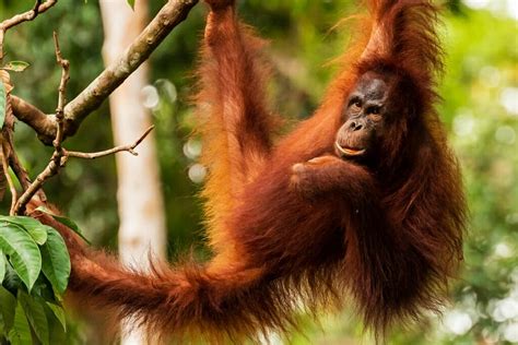 12 Incredible Borneo Animals and the Best Places to See Borneo Wildlife