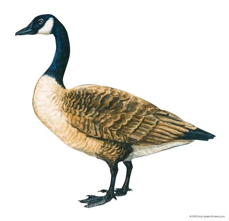 Canada goose | Migration, Habitat & Diet | Britannica