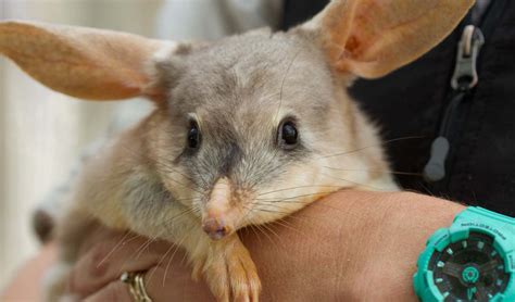 Bilby Conservation :: Currumbin Wildlife Sanctuary