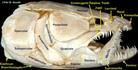 BIO370-Fish Skulls