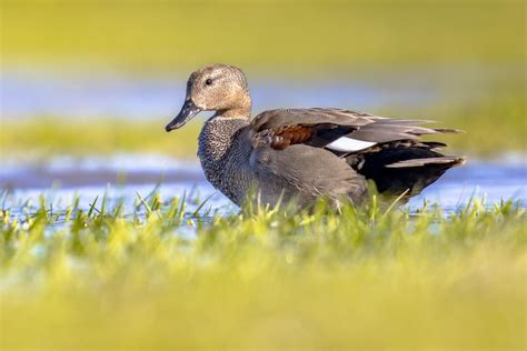 Premium Photo | Gadwall duck in natural wetland habitat