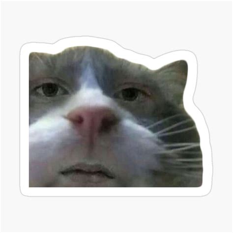 20+ Cats With Human Faces Meme