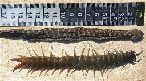 Prehistoric Giant Centipede