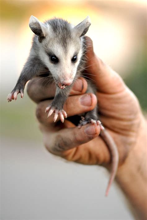 Pics Actually: Baby Possum