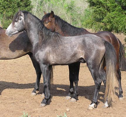 Caspian Horse Breed Information, History, Videos, Pictures