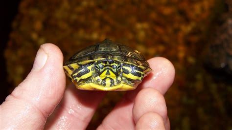 Yellow-Bellied Slider Facts, Habitat, Diet, Pictures