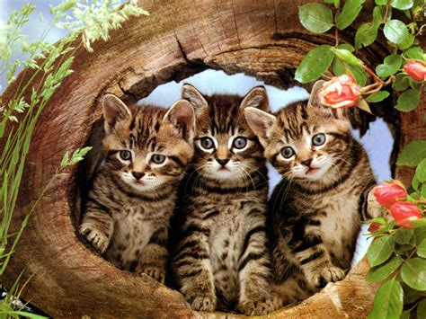 Download Animal Cat Wallpaper