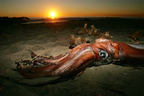 Enormous Deep-Sea Squid Washes Up on Beach in 'Once in a Lifetime ...