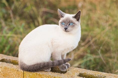 Blue Point Siamese Cat: Info, Pictures, Characteristics & Facts | Hepper