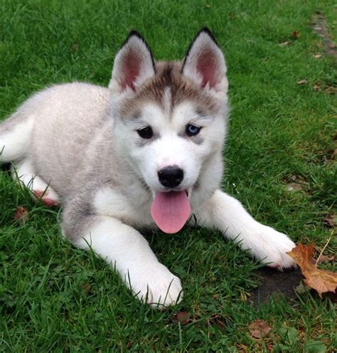 Alusky (Husky Malamute Mix) Info, Training, Puppies and Pictures