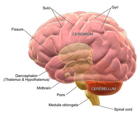 Acute Cerebellar Ataxia: Causes, Symptoms, and Diagnosis