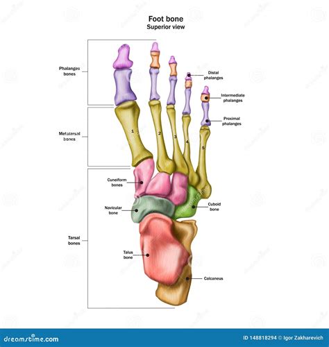 Foot Anatomy Bones Quiz Fa29 Anatomy Bones Foot Anatomy