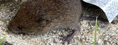 Eastern Meadow Vole | Vermont Atlas of Life