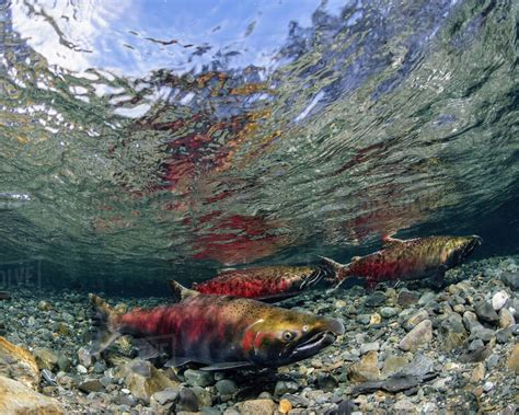 Mosaics In Science | Habitat for Salmonids