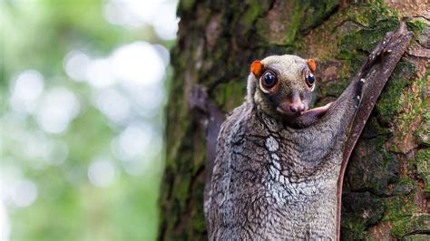 Langkawi: The curious island of the strange colugos - BBC Travel