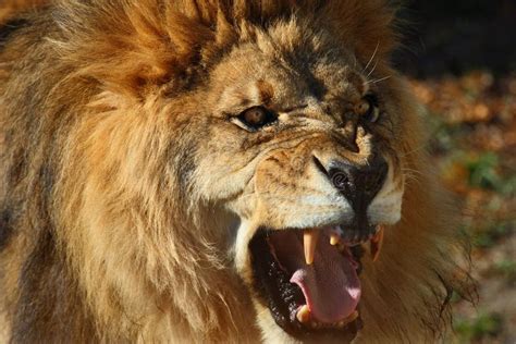 Lion roar stock image. Image of animal, africa, lion, roar - 5106253