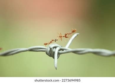 3,069 Red Ants Water Images, Stock Photos & Vectors | Shutterstock