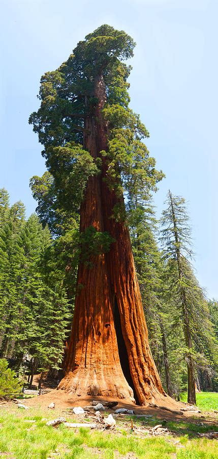 Standing Tall - Giant Sequoia Redwood Tree Sequoia National Park ...