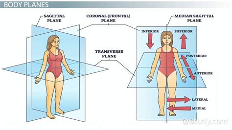 Anatomical Terminology | Body Planes, Positions & Sections - Lesson ...