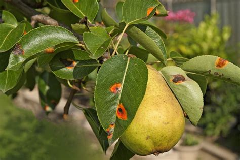 Fig Tree Diseases » Tips on Identification & Control