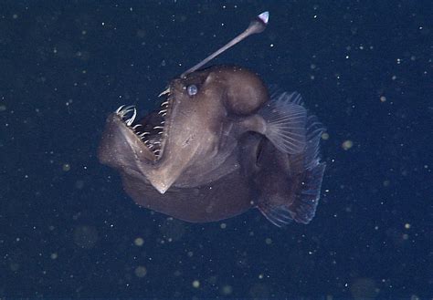 Deep-sea anglerfish • MBARI